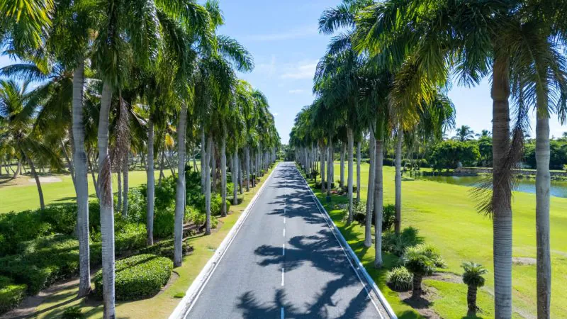 Palm Lined Boulevard