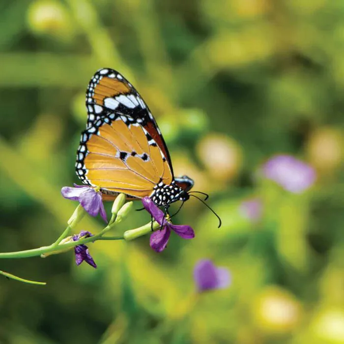 Butterfly Garden