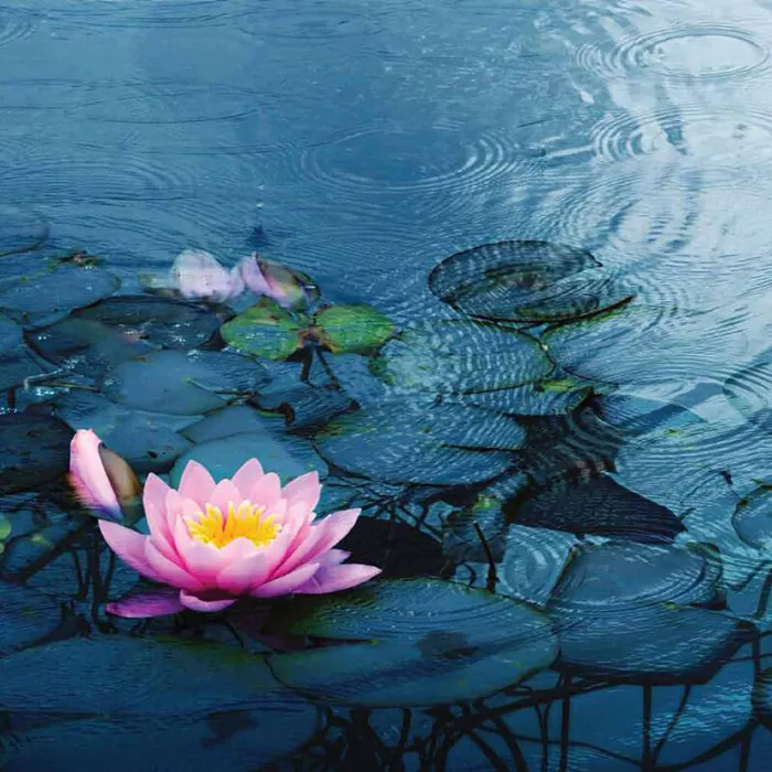 Lotus Pond